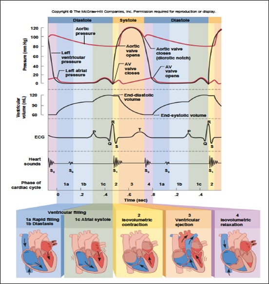 Cardiac muscle function. Cardiac Cycle – AFILY8