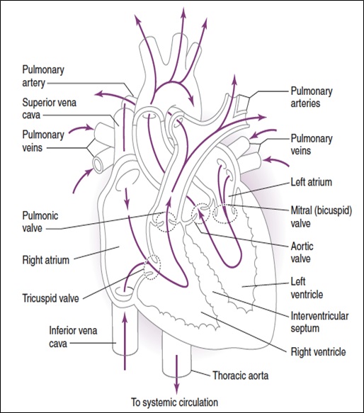 Cardiac Muscle Function. Cardiac Cycle – Afily8